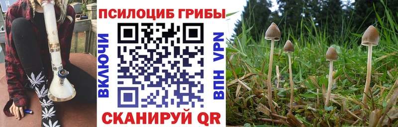 цены   Удачный  Галлюциногенные грибы Psilocybe 